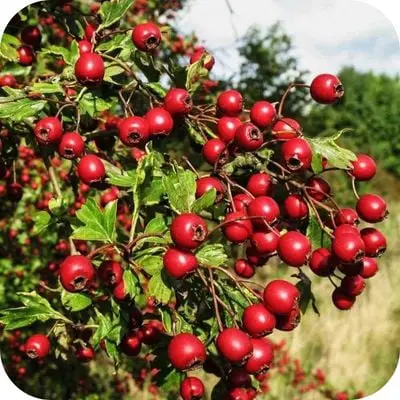 Hawthorn Berry