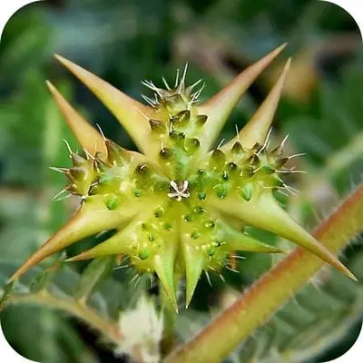 Tribulus Terrestris